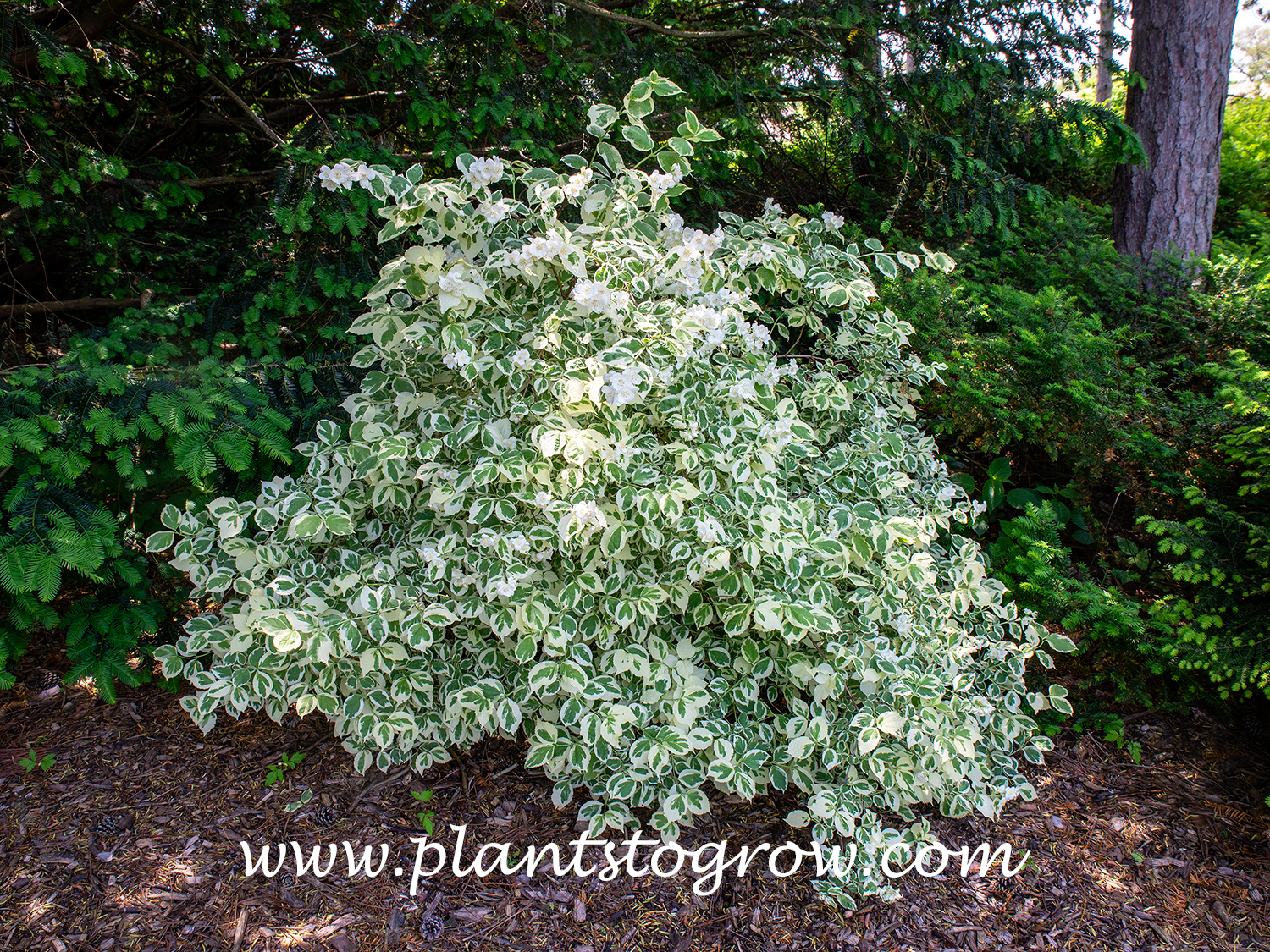 Variegated Mockorange (Philadelphus coronarius Variegatus)
This shrub received morning sun. In this spot the shrub seemed to glow.